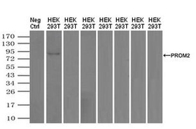 Prominin 2 Antibody in Western Blot (WB)