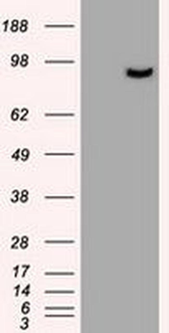 Prominin 2 Antibody in Western Blot (WB)