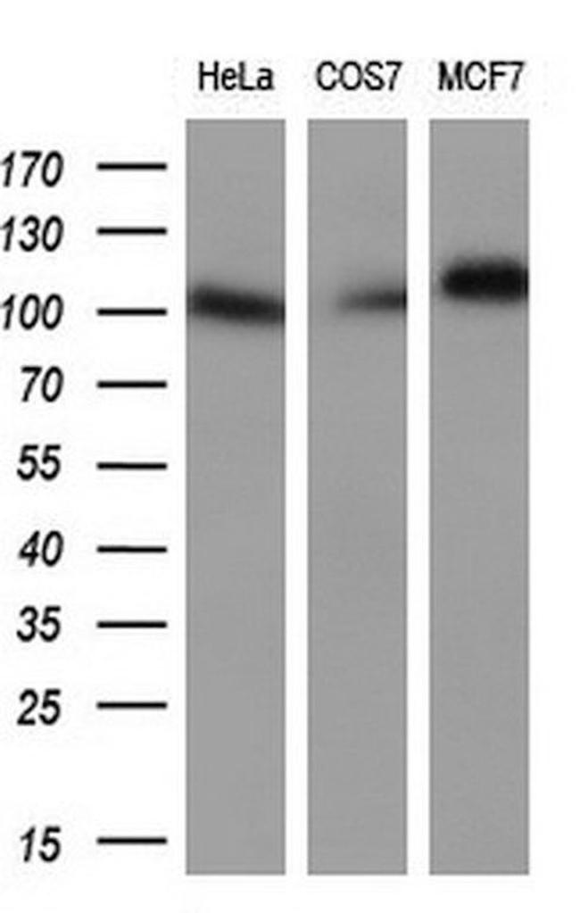 Prominin 2 Antibody in Western Blot (WB)