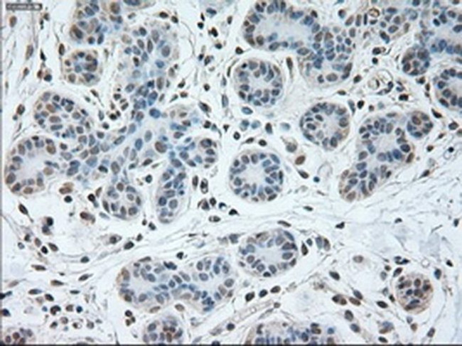 USP13 Antibody in Immunohistochemistry (Paraffin) (IHC (P))