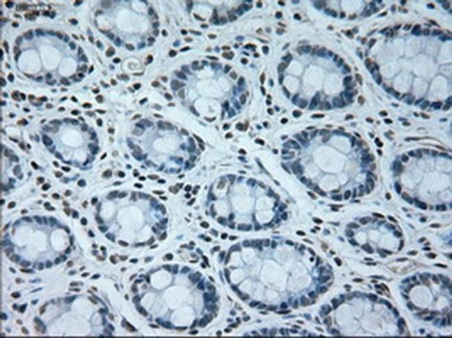 USP13 Antibody in Immunohistochemistry (Paraffin) (IHC (P))