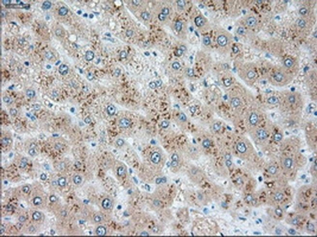 USP13 Antibody in Immunohistochemistry (Paraffin) (IHC (P))