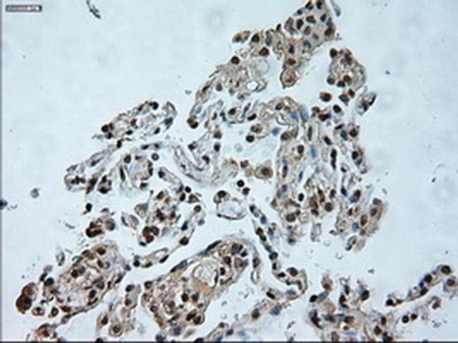 USP13 Antibody in Immunohistochemistry (Paraffin) (IHC (P))