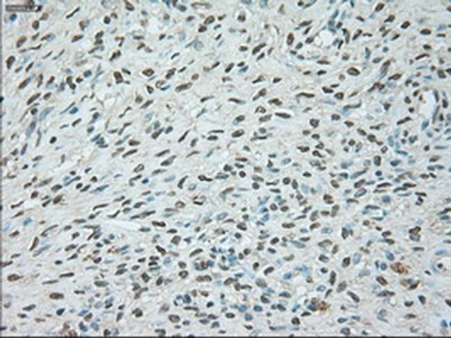 USP13 Antibody in Immunohistochemistry (Paraffin) (IHC (P))