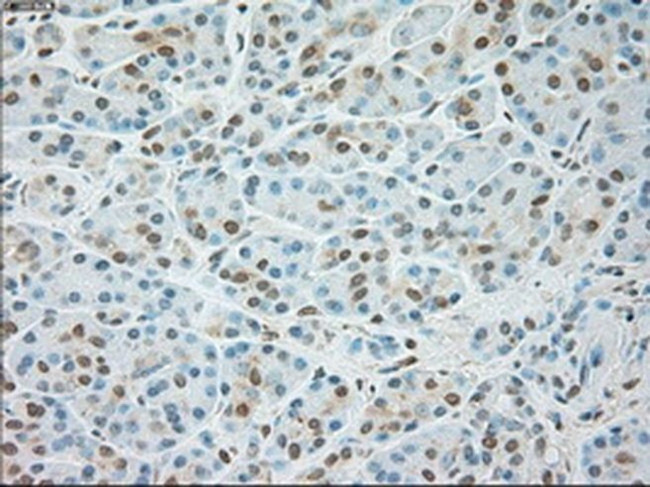 USP13 Antibody in Immunohistochemistry (Paraffin) (IHC (P))