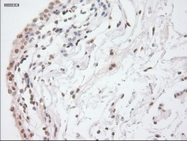 GAD67 Antibody in Immunohistochemistry (Paraffin) (IHC (P))