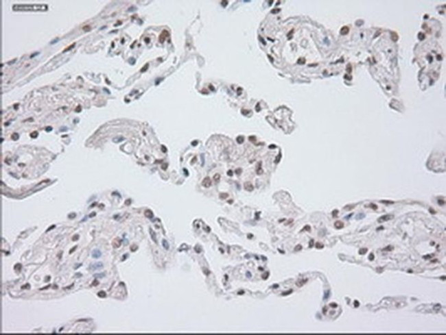 GAD67 Antibody in Immunohistochemistry (Paraffin) (IHC (P))