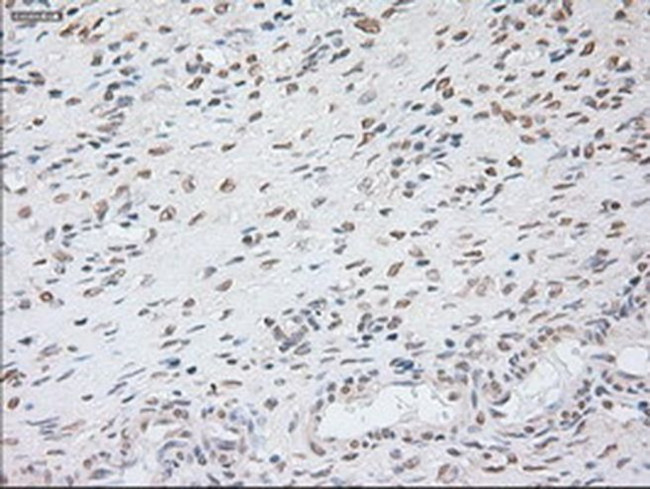 GAD67 Antibody in Immunohistochemistry (Paraffin) (IHC (P))