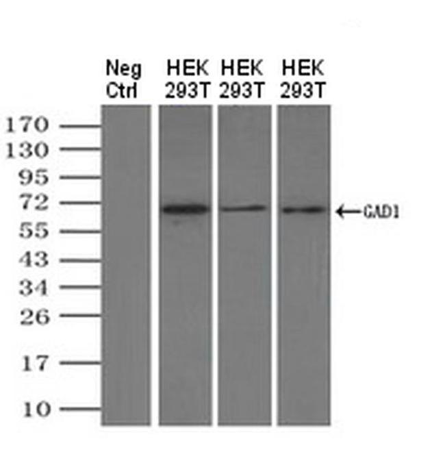 GAD67 Antibody in Western Blot (WB)