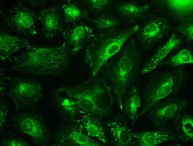 GAD67 Antibody in Immunocytochemistry (ICC/IF)