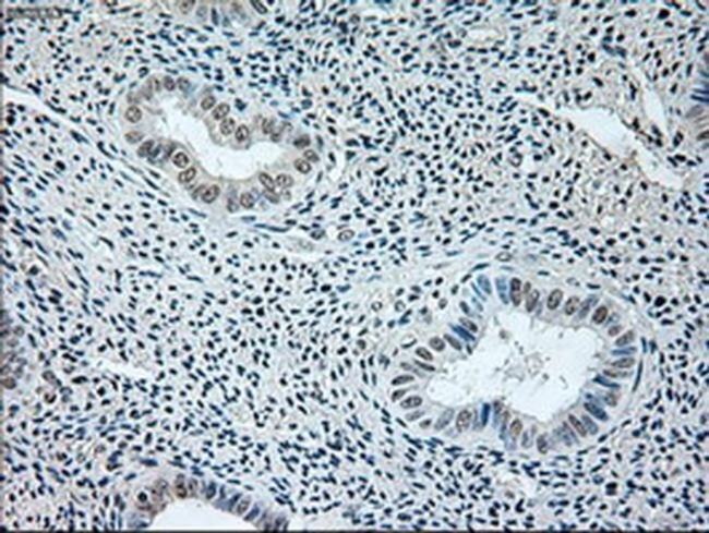 GAD67 Antibody in Immunohistochemistry (Paraffin) (IHC (P))