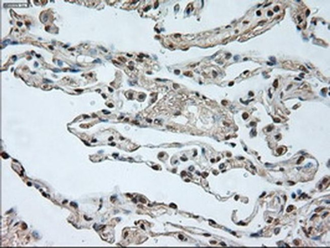 GAD67 Antibody in Immunohistochemistry (Paraffin) (IHC (P))