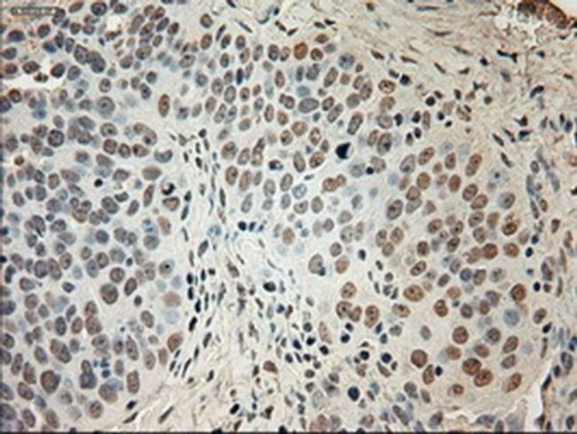 GAD67 Antibody in Immunohistochemistry (Paraffin) (IHC (P))