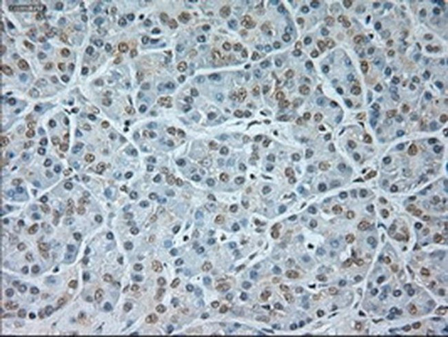 GAD67 Antibody in Immunohistochemistry (Paraffin) (IHC (P))