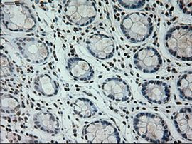 Prominin 2 Antibody in Immunohistochemistry (Paraffin) (IHC (P))