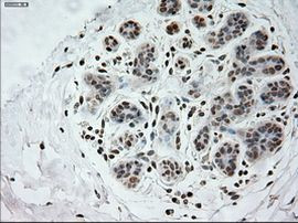 Prominin 2 Antibody in Immunohistochemistry (Paraffin) (IHC (P))