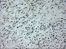 Prominin 2 Antibody in Immunohistochemistry (Paraffin) (IHC (P))