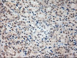 Prominin 2 Antibody in Immunohistochemistry (Paraffin) (IHC (P))