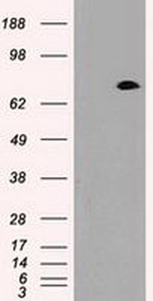 Prominin 2 Antibody in Western Blot (WB)