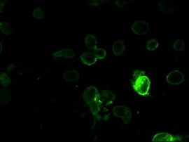 Prominin 2 Antibody in Immunocytochemistry (ICC/IF)