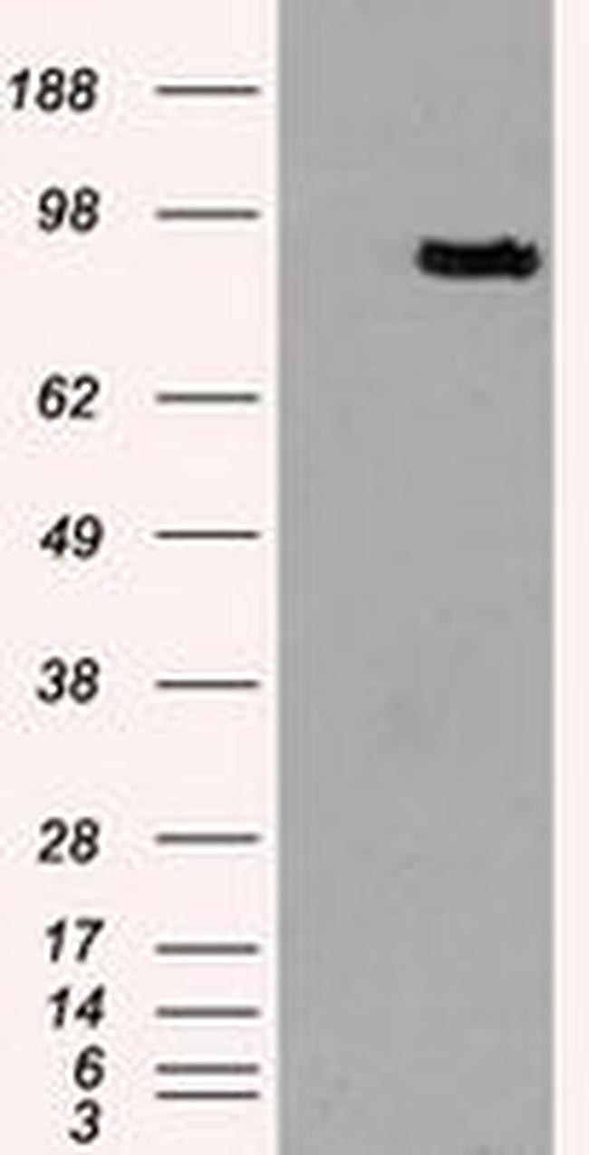 Prominin 2 Antibody in Western Blot (WB)