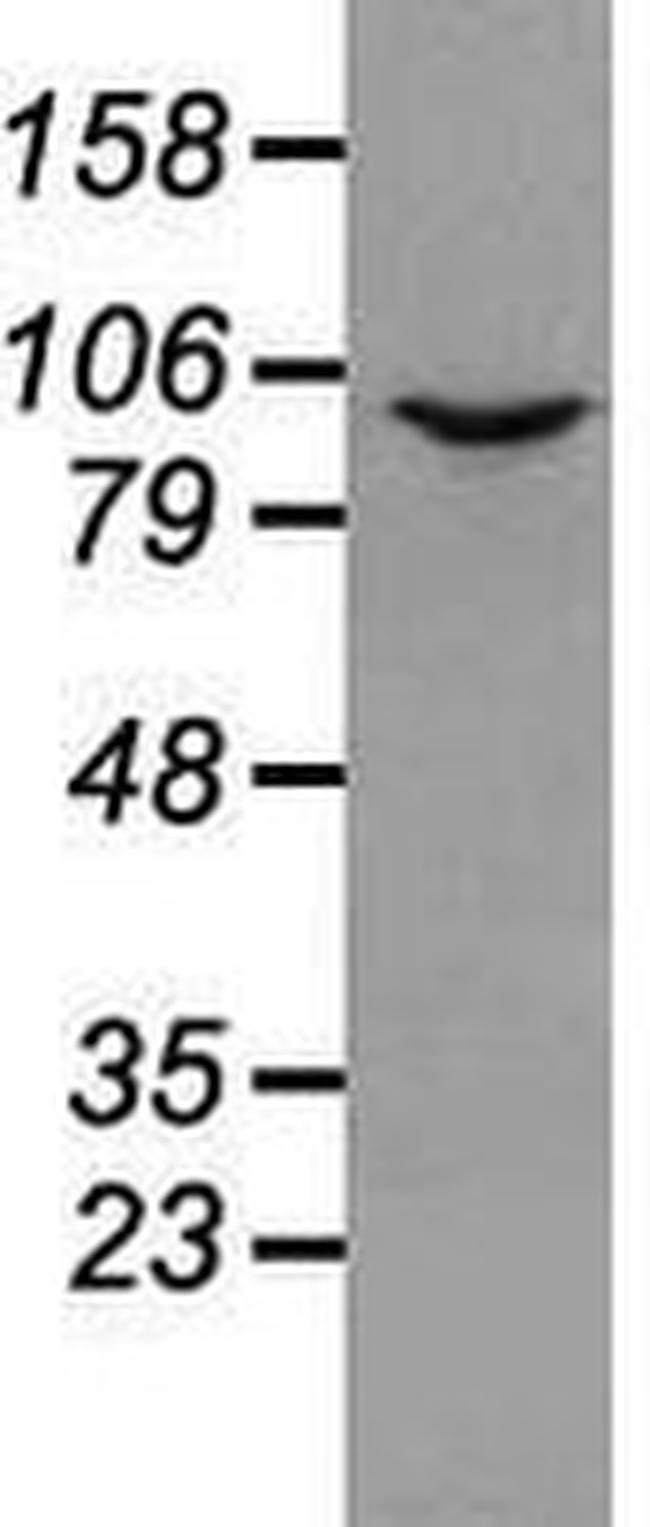 Prominin 2 Antibody in Western Blot (WB)