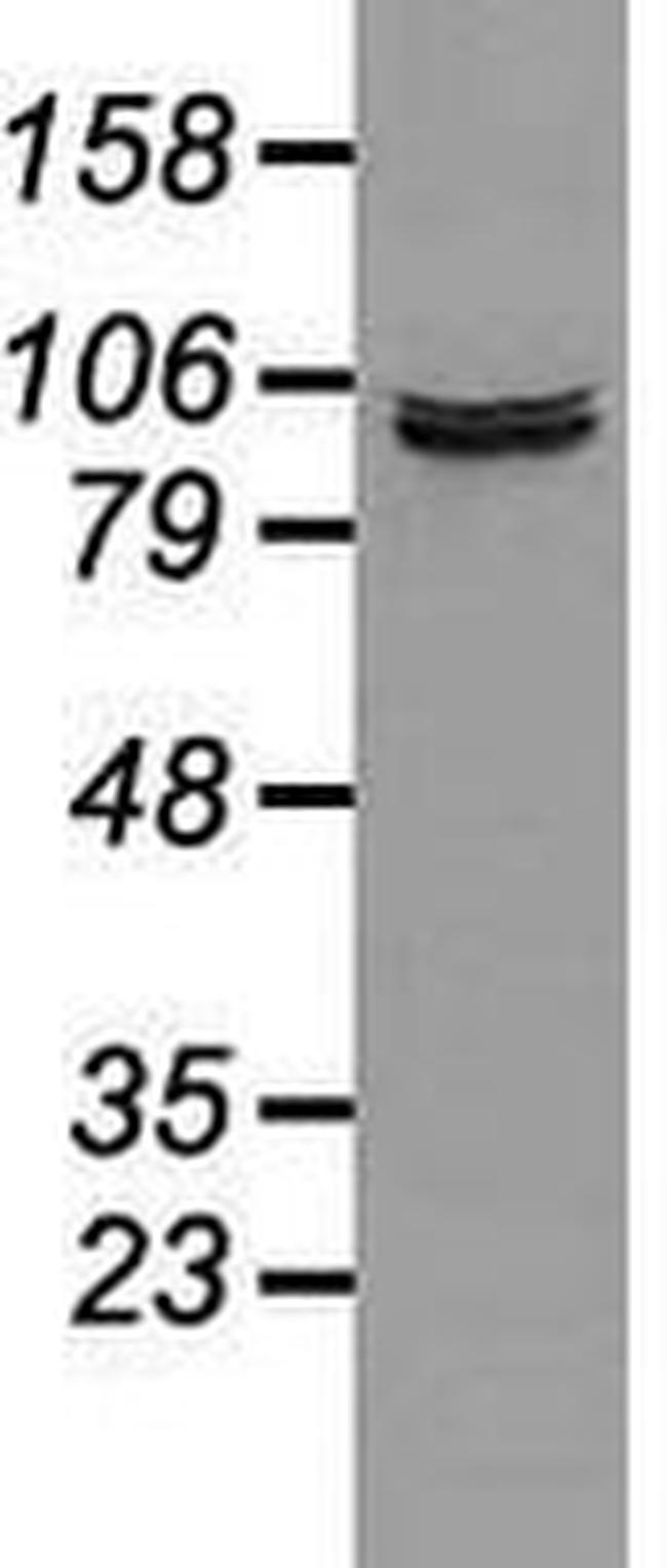 Prominin 2 Antibody in Western Blot (WB)