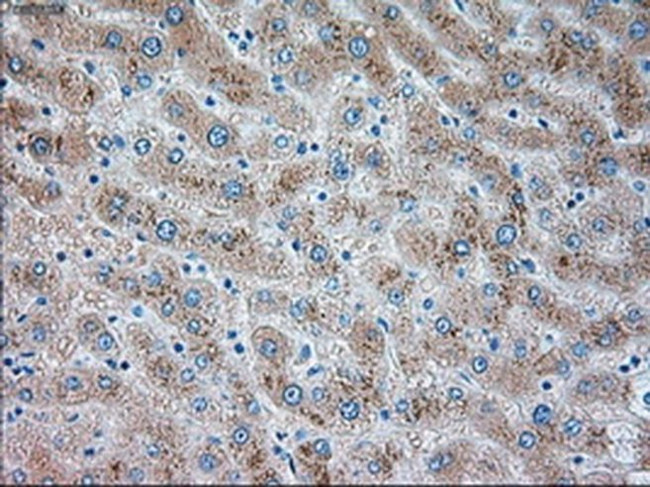 TRPM4 Antibody in Immunohistochemistry (Paraffin) (IHC (P))