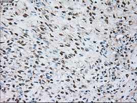 SIGLEC9 Antibody in Immunohistochemistry (Paraffin) (IHC (P))