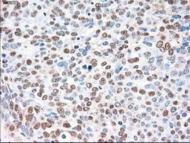 SIGLEC9 Antibody in Immunohistochemistry (Paraffin) (IHC (P))