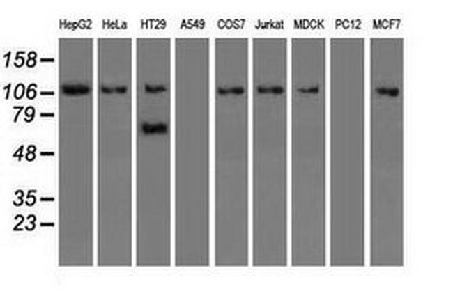 SIGLEC9 Antibody in Western Blot (WB)