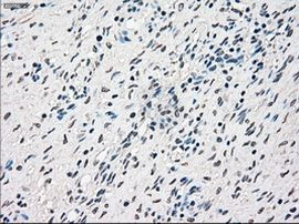 RAD9 Antibody in Immunohistochemistry (Paraffin) (IHC (P))