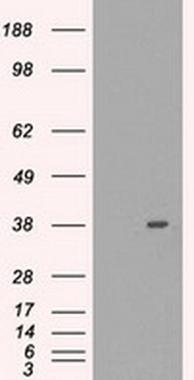 MRI1 Antibody in Western Blot (WB)