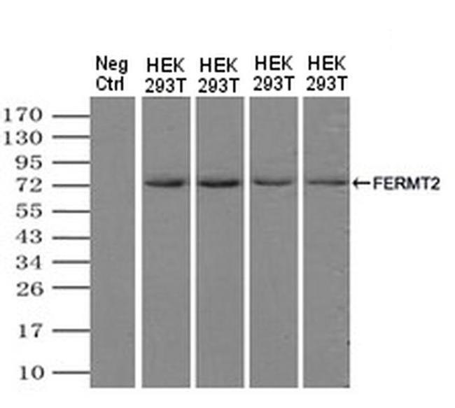 Kindlin 2 Antibody in Western Blot (WB)