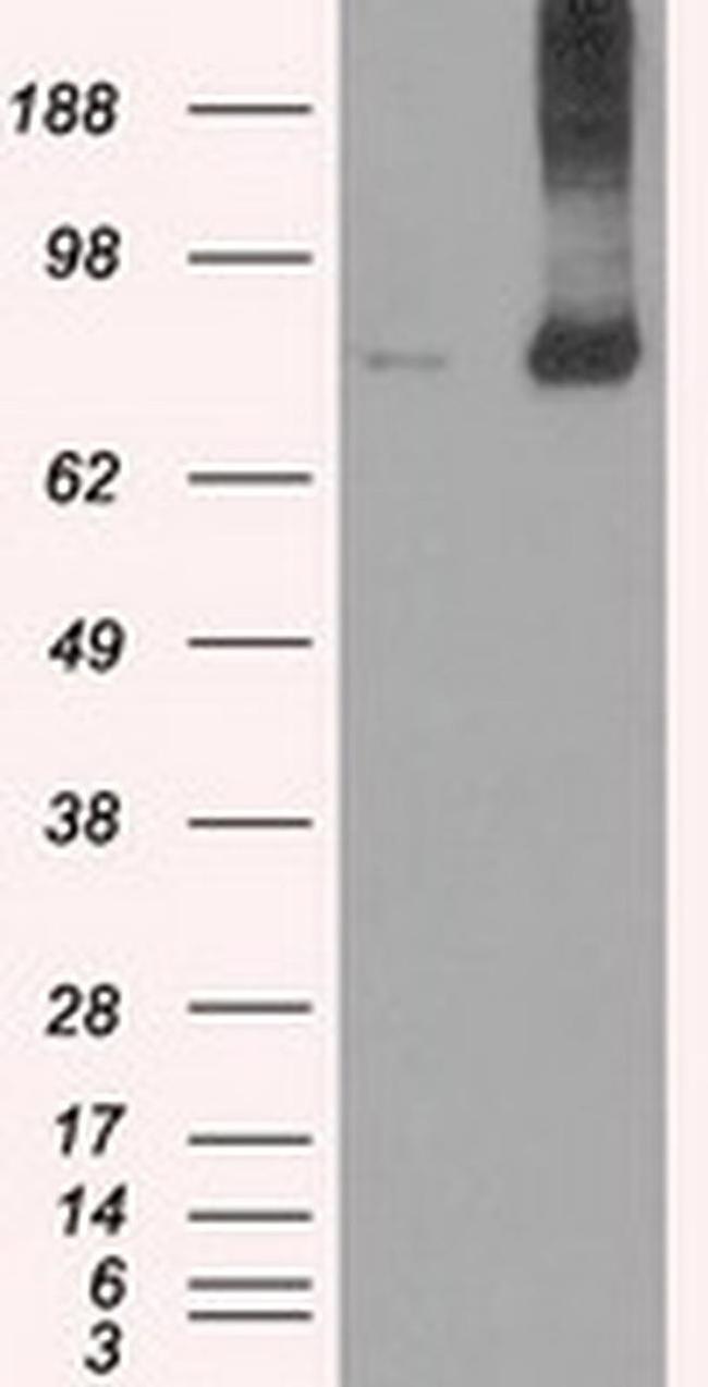 Kindlin 2 Antibody in Western Blot (WB)