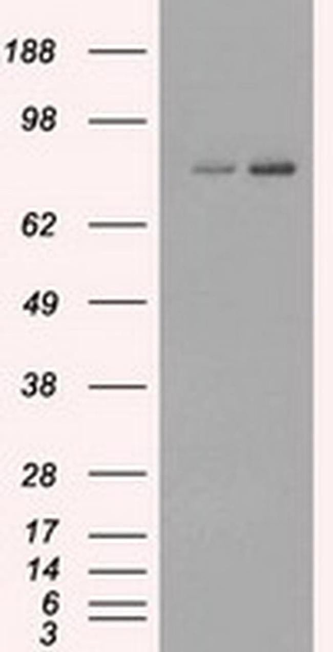 Kindlin 2 Antibody in Western Blot (WB)