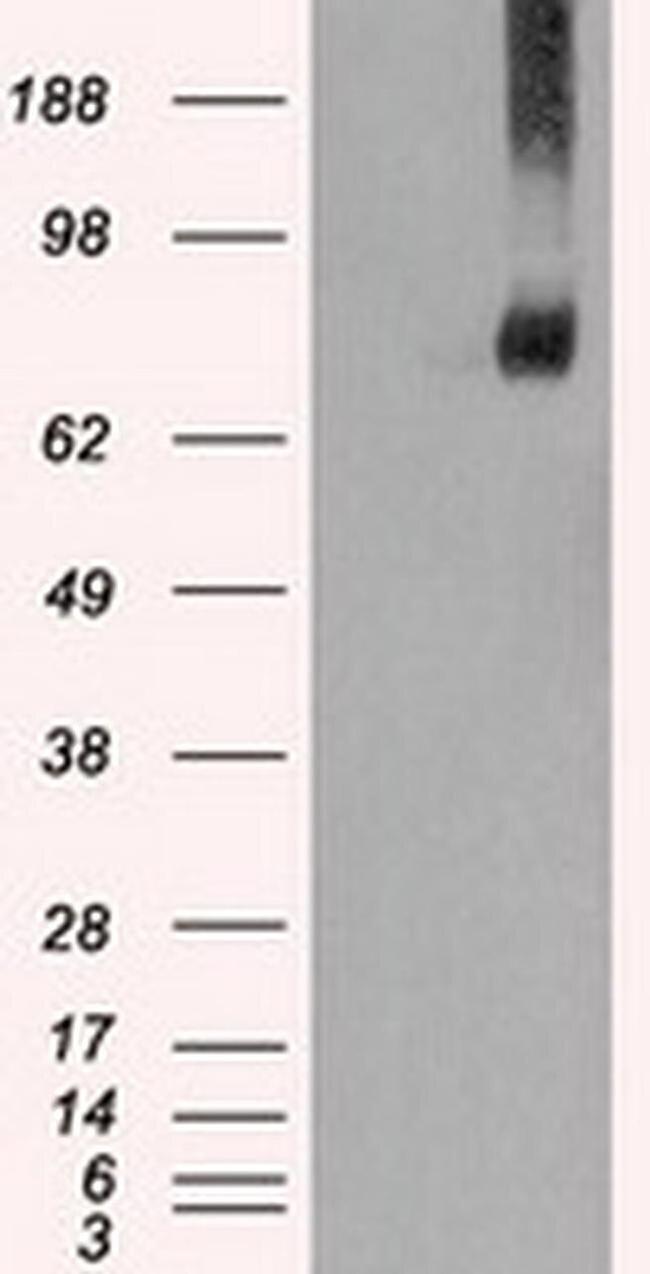 Kindlin 2 Antibody in Western Blot (WB)