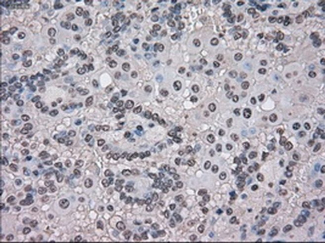 TMEM100 Antibody in Immunohistochemistry (Paraffin) (IHC (P))