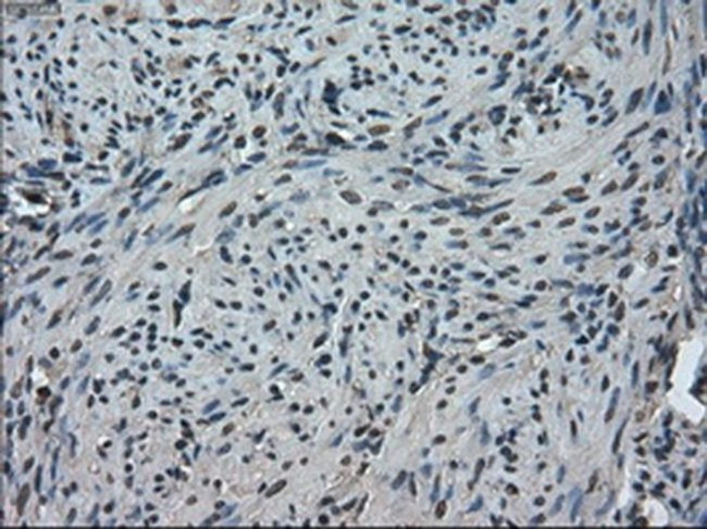 TMEM100 Antibody in Immunohistochemistry (Paraffin) (IHC (P))