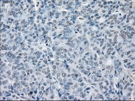 SLC7A8 Antibody in Immunohistochemistry (Paraffin) (IHC (P))