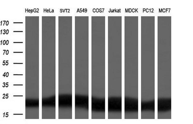 DHFR Antibody in Western Blot (WB)