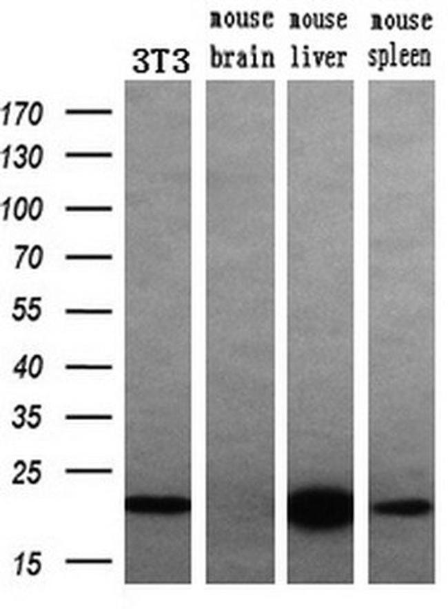 DHFR Antibody in Western Blot (WB)