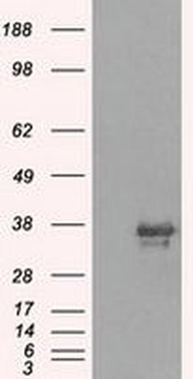 NEK6 Antibody in Western Blot (WB)