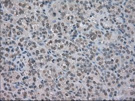 NAT8 Antibody in Immunohistochemistry (Paraffin) (IHC (P))