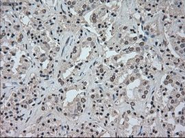 NAT8 Antibody in Immunohistochemistry (Paraffin) (IHC (P))