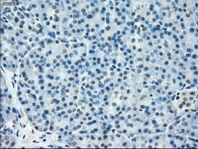 TMEM100 Antibody in Immunohistochemistry (Paraffin) (IHC (P))