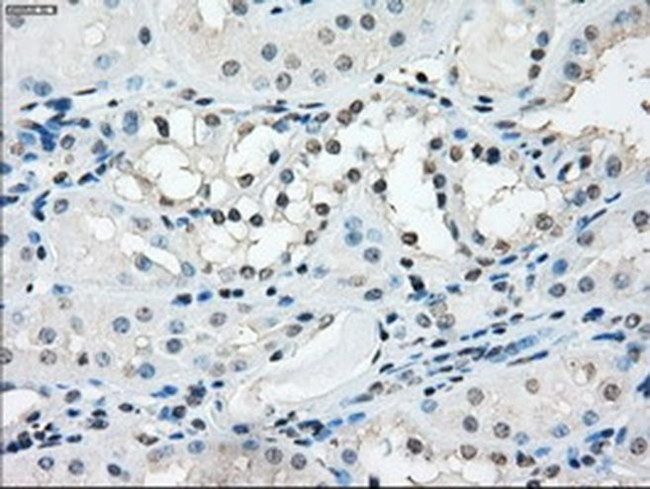 TMEM100 Antibody in Immunohistochemistry (Paraffin) (IHC (P))