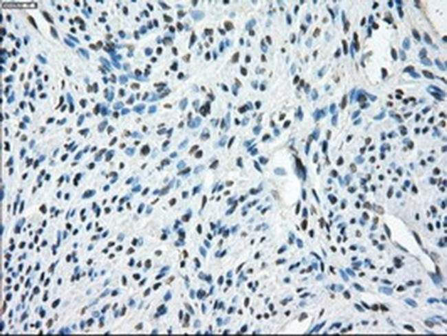 TMEM100 Antibody in Immunohistochemistry (Paraffin) (IHC (P))