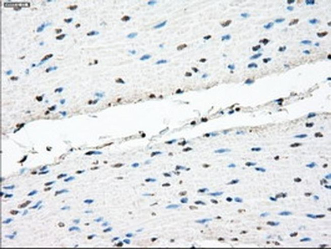 TMEM100 Antibody in Immunohistochemistry (Paraffin) (IHC (P))