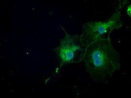 NAT8 Antibody in Immunocytochemistry (ICC/IF)